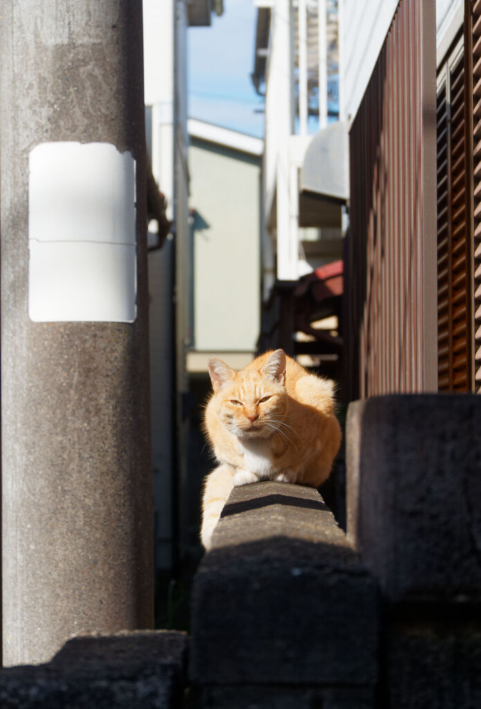 塀の猫