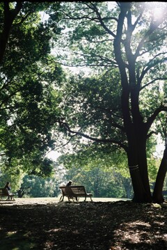 朝の公園