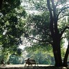 朝の公園