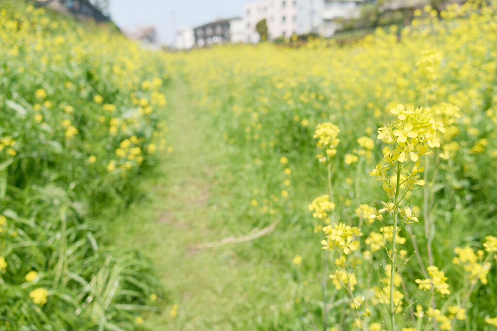 菜の花の路