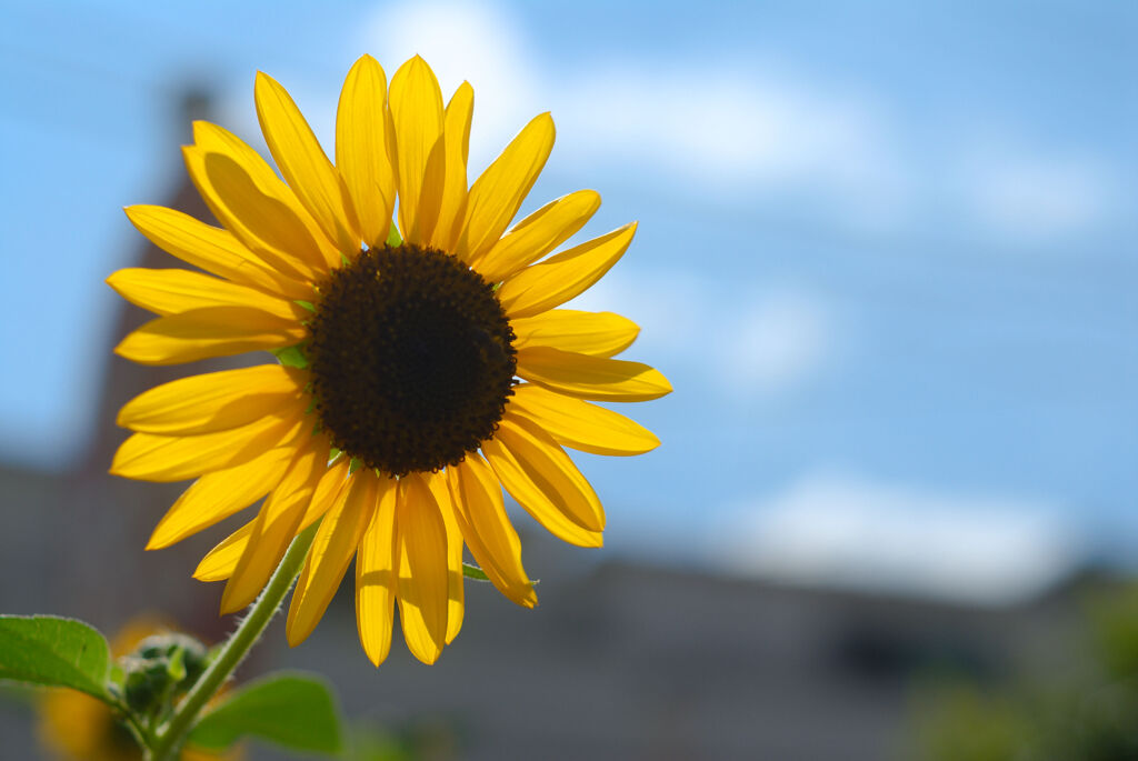 太陽の花