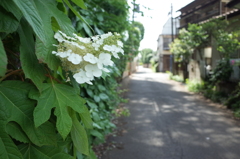 木陰の散歩道