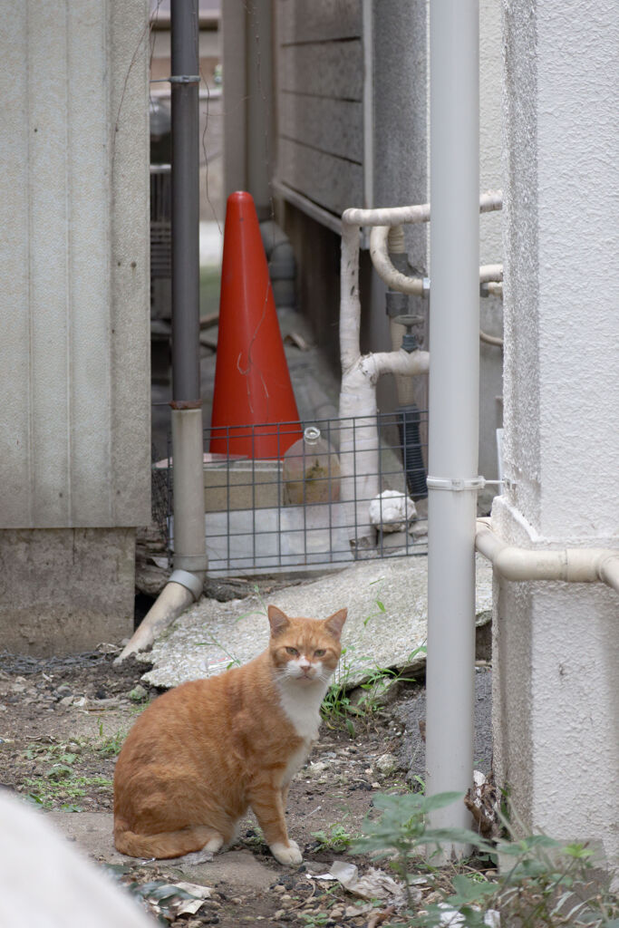 つきあたりの猫