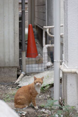 つきあたりの猫