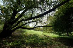 公園