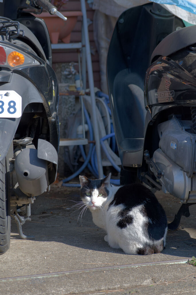 猫とスクーター