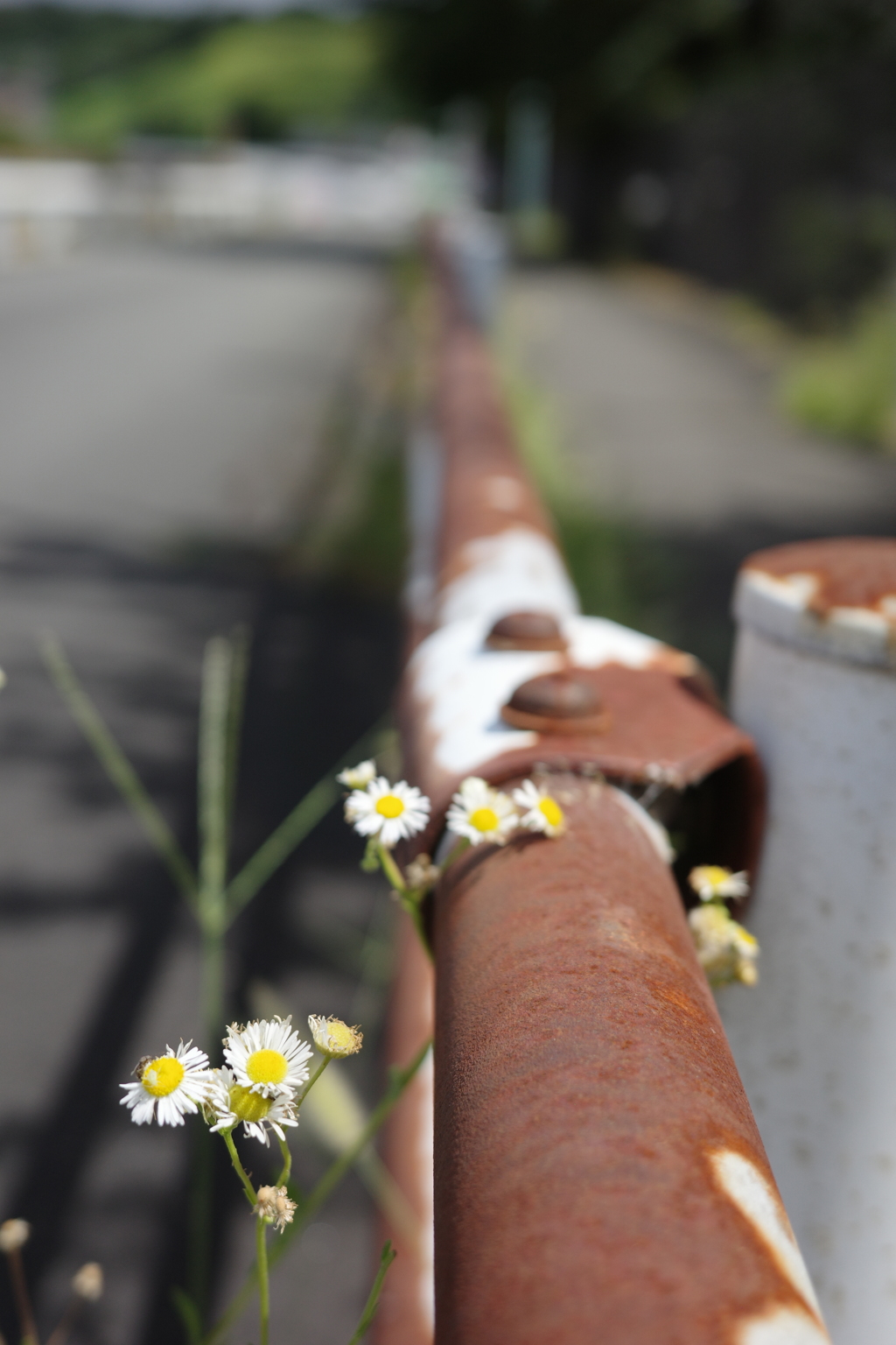 錆と花