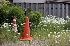 花に囲まれ