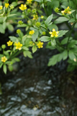 水辺に咲く