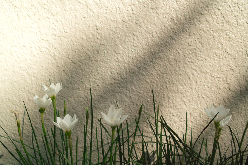 白い花、白い壁