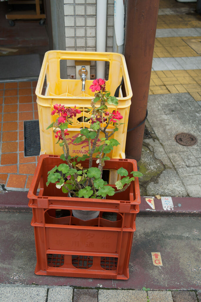 酒屋の花