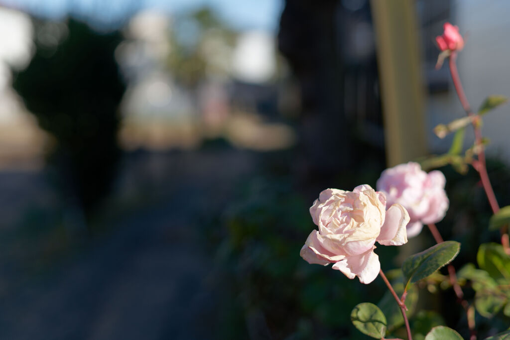 薔薇