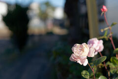薔薇
