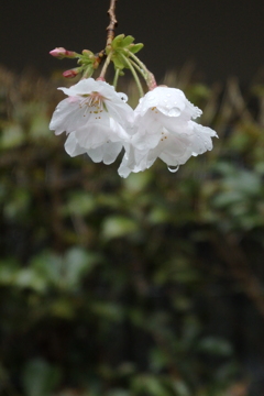 雨の日の桜