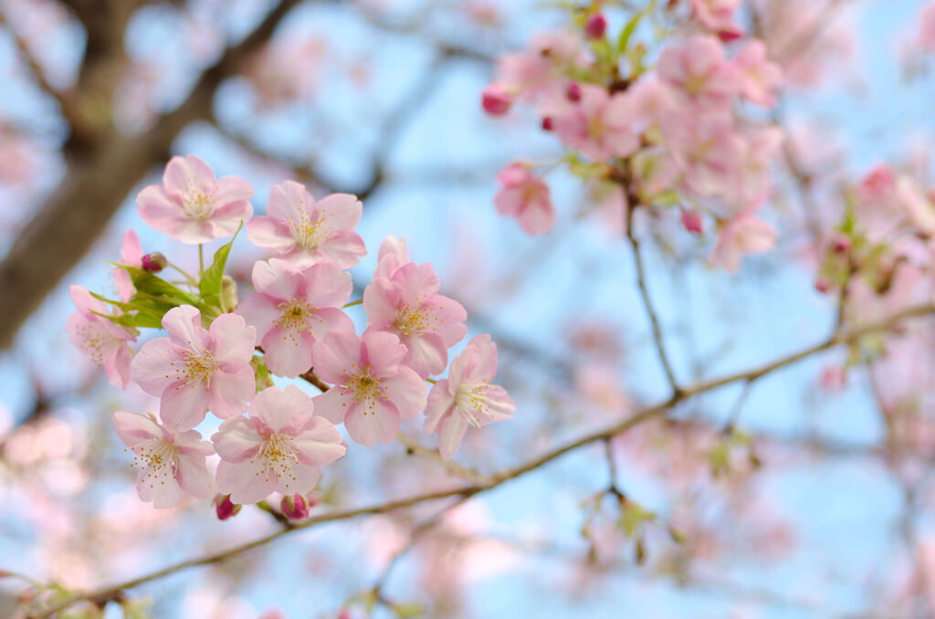 桜咲く