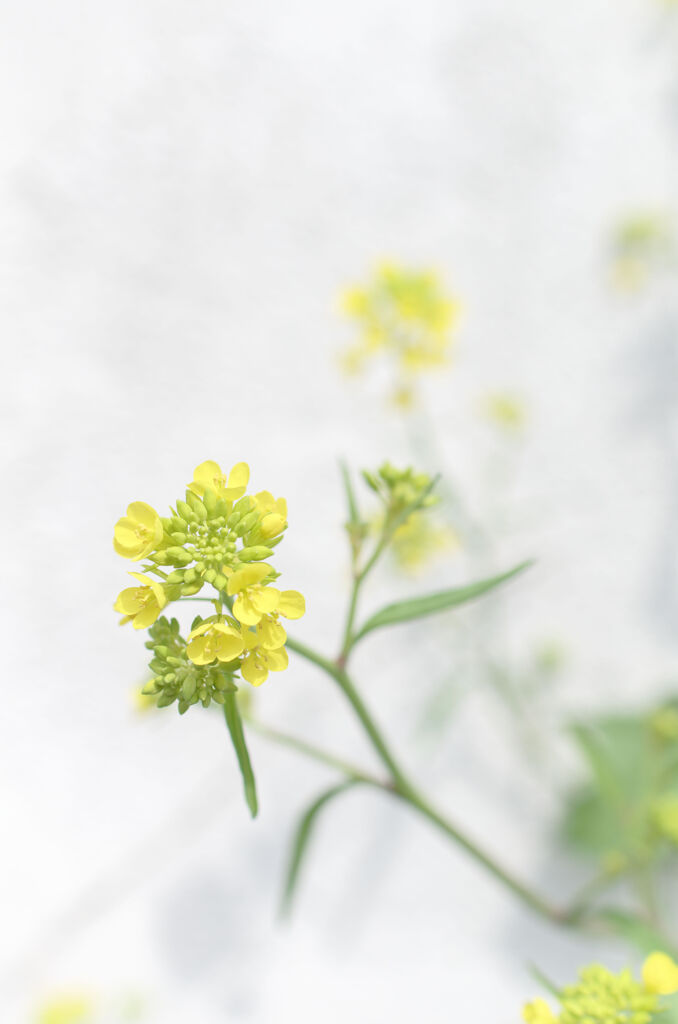 菜の花