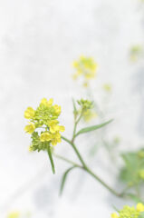 菜の花