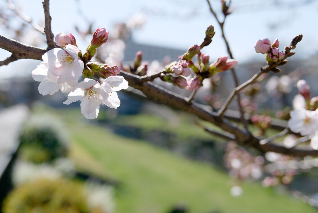 小川の春