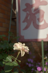 枯色