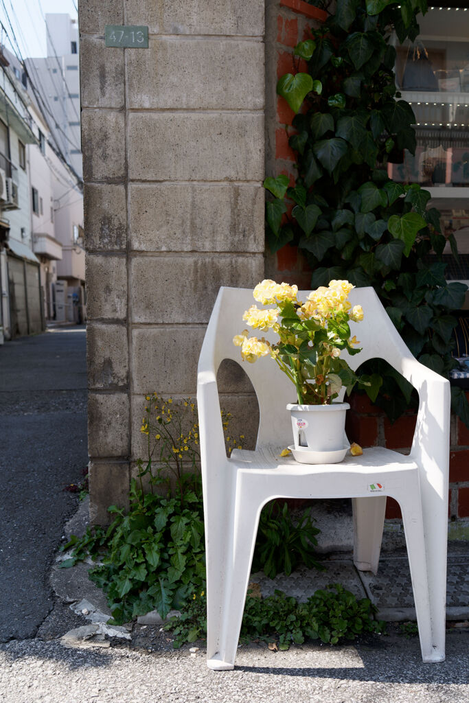 椅子の花