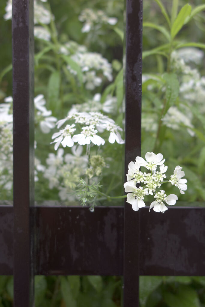 Orlaya grandiflora