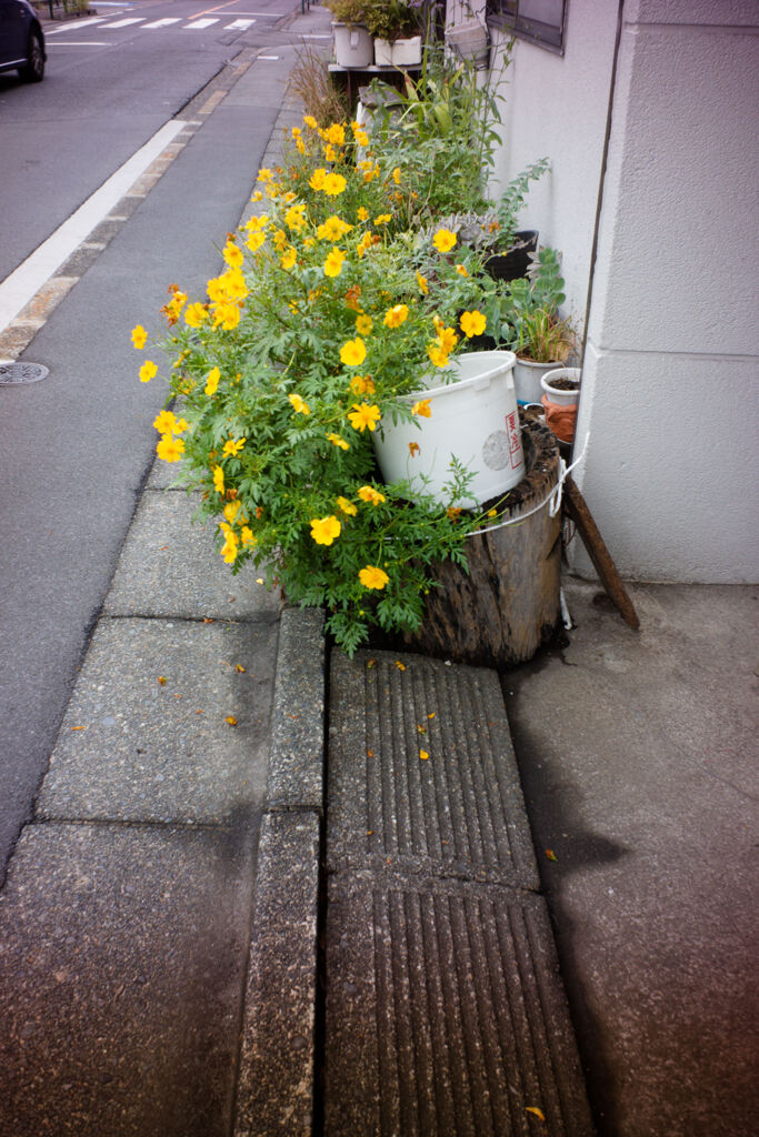 黄色い花