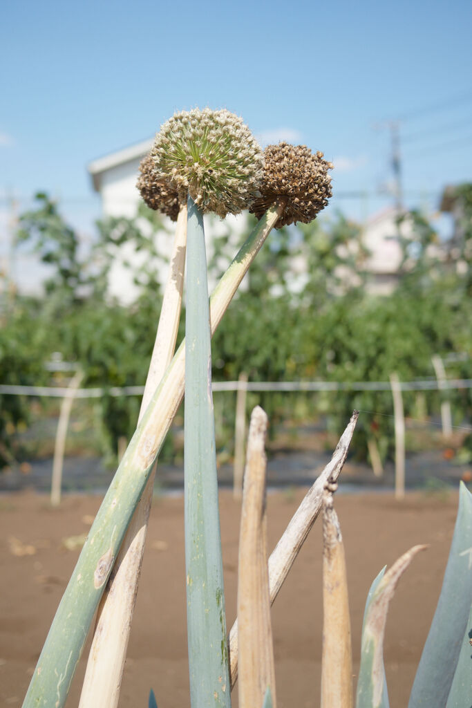 枯れ坊主