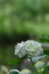 紫陽花