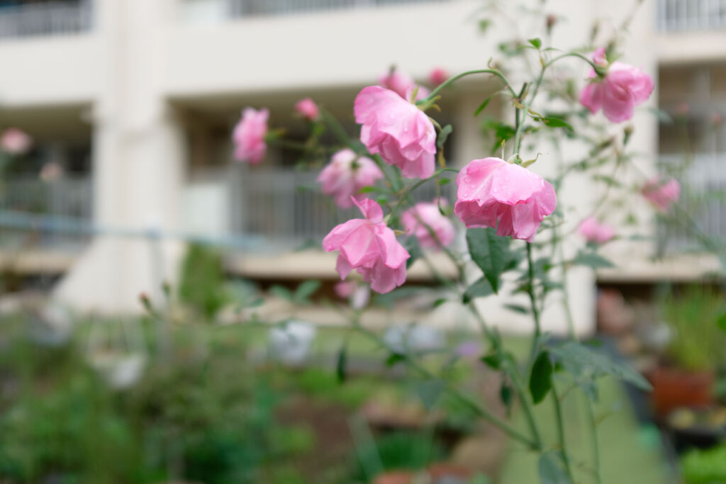 団地に咲く