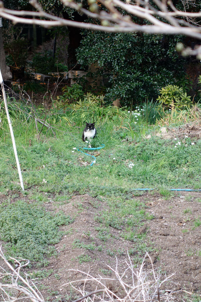 畑の猫