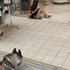 犬と少女