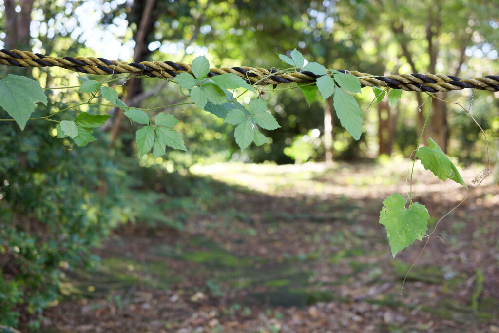 タイガーロープに
