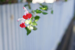 チェリーセージ