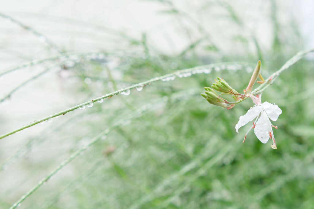 雨あがり