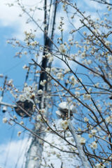 電柱と梅の花