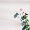 白壁に薔薇