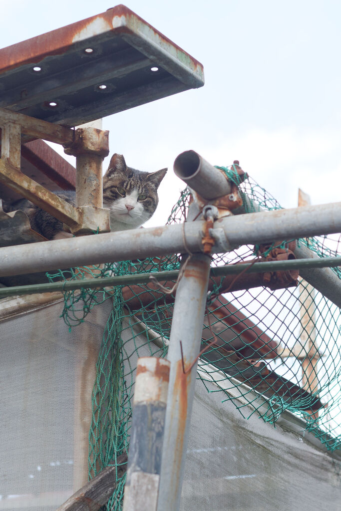 見おろす猫