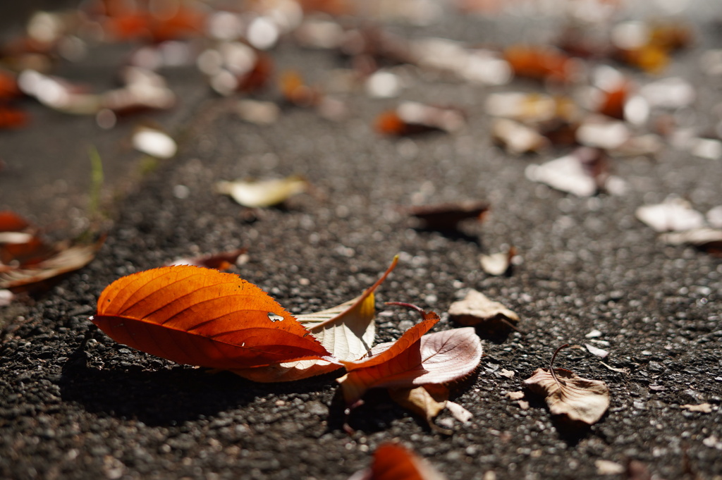色づく落葉
