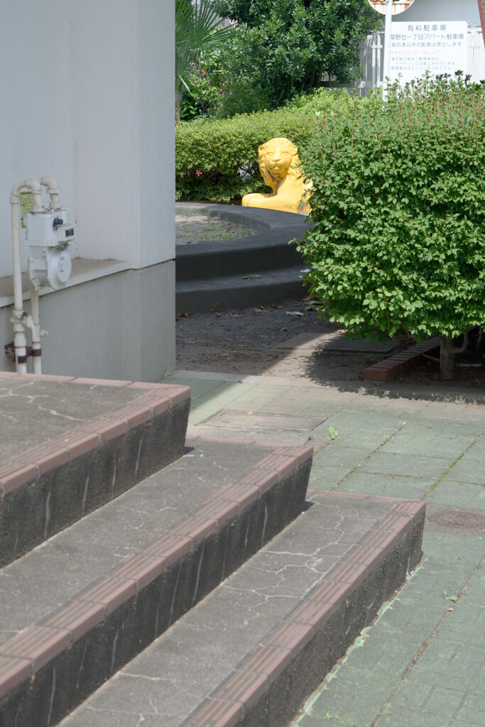ライオンが見てた