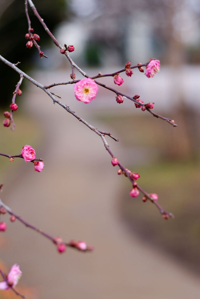 梅が咲いてた