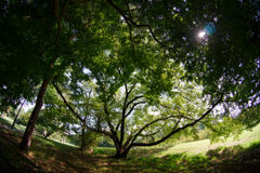 公園