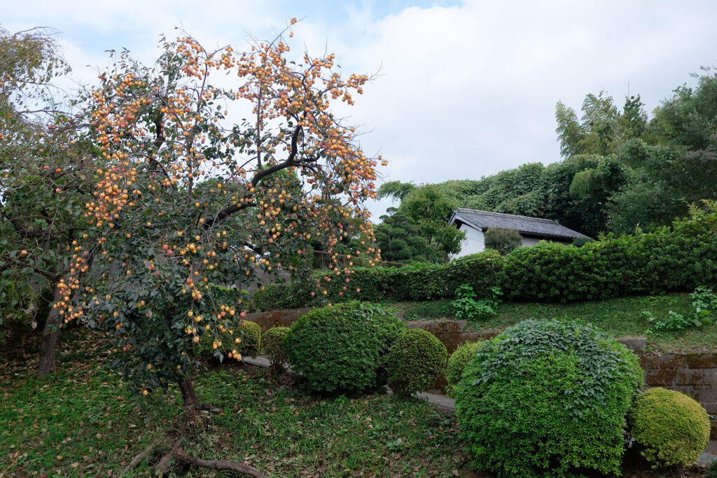 柿の木のある風景