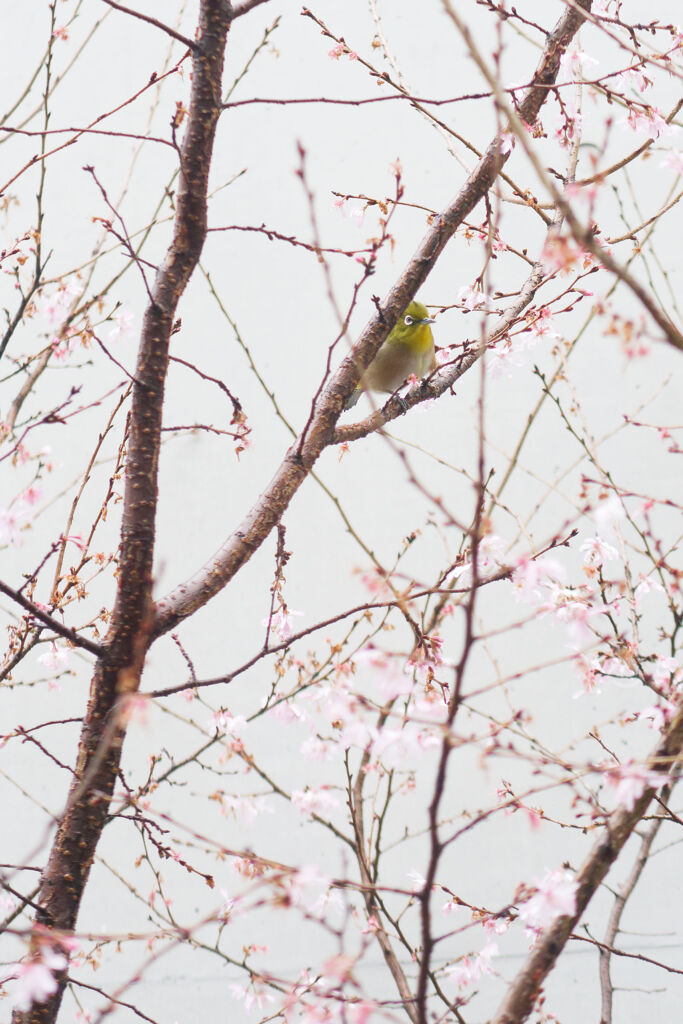 桜にメジロ