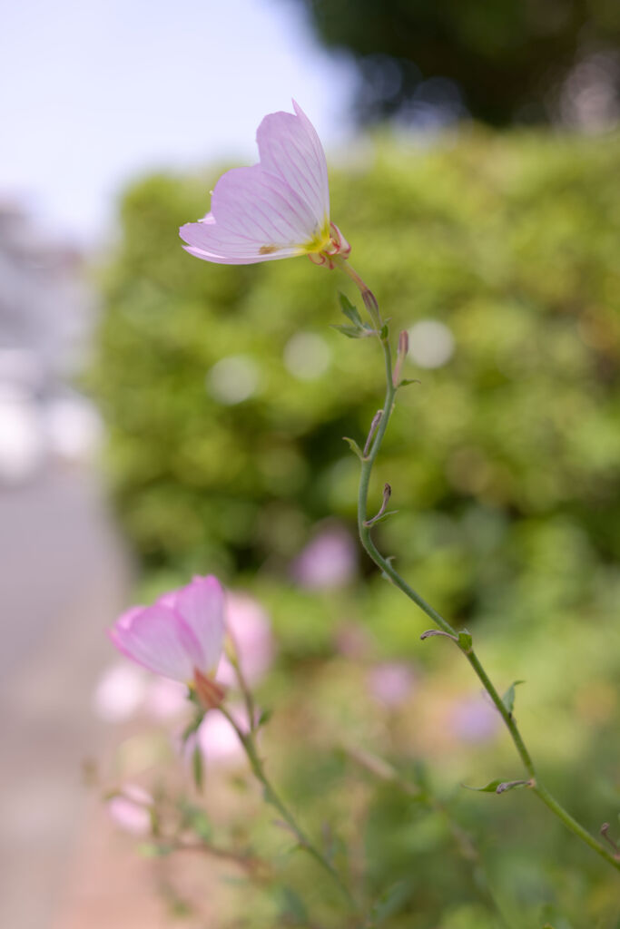 カーブ
