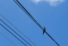 電線に鵜