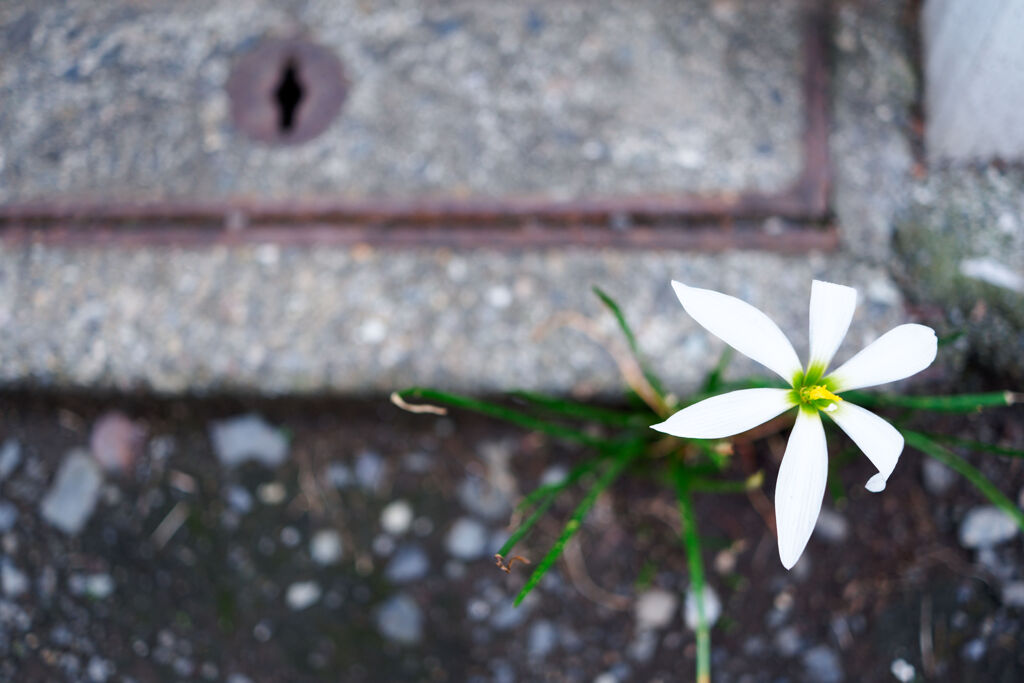 花一輪
