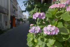 路地の紫陽花