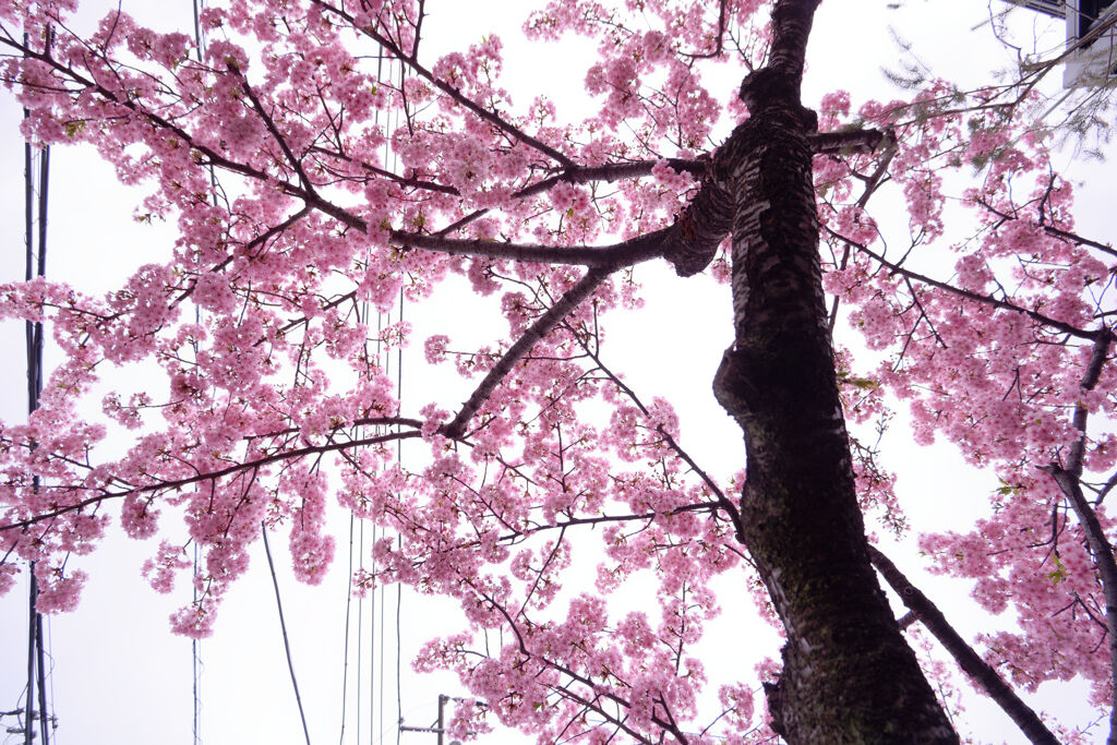 住宅街の桜