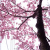 住宅街の桜