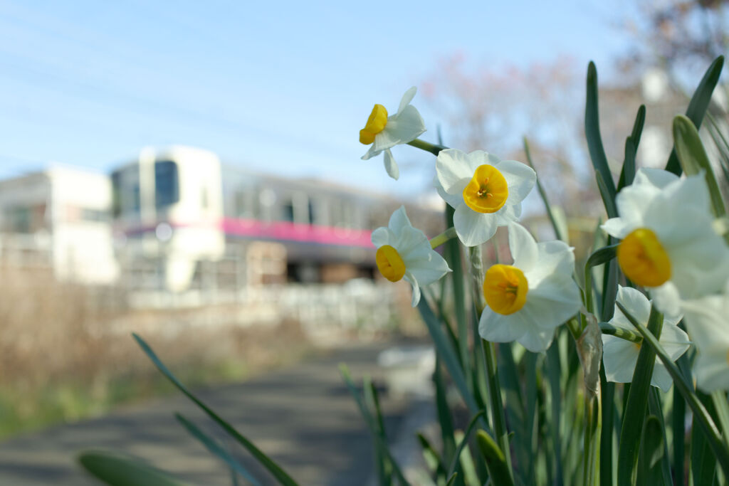 線路横の水仙